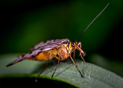 Macro Photography Of Moth On Leaf photo