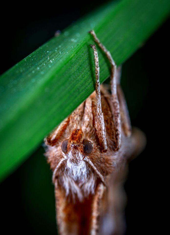 Moth On Green Leaf
