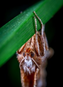 Moth On Green Leaf