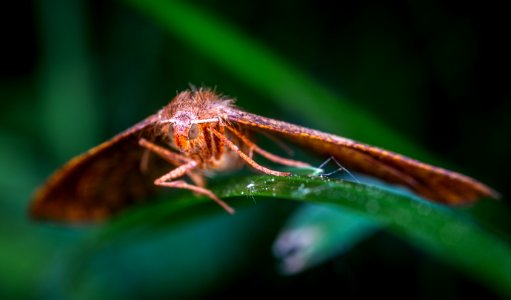 Macro Photography Of Moth Perched On Leaf photo