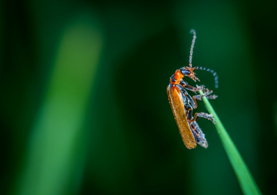 Macro Photo Of Insect
