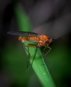 Selective Focus Photography Of Robber Fly photo