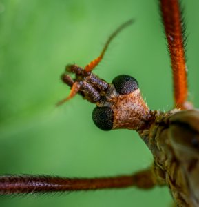 Macro Photography Of Insect photo