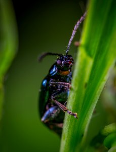 Beetle On Leaf In Macro Photography photo