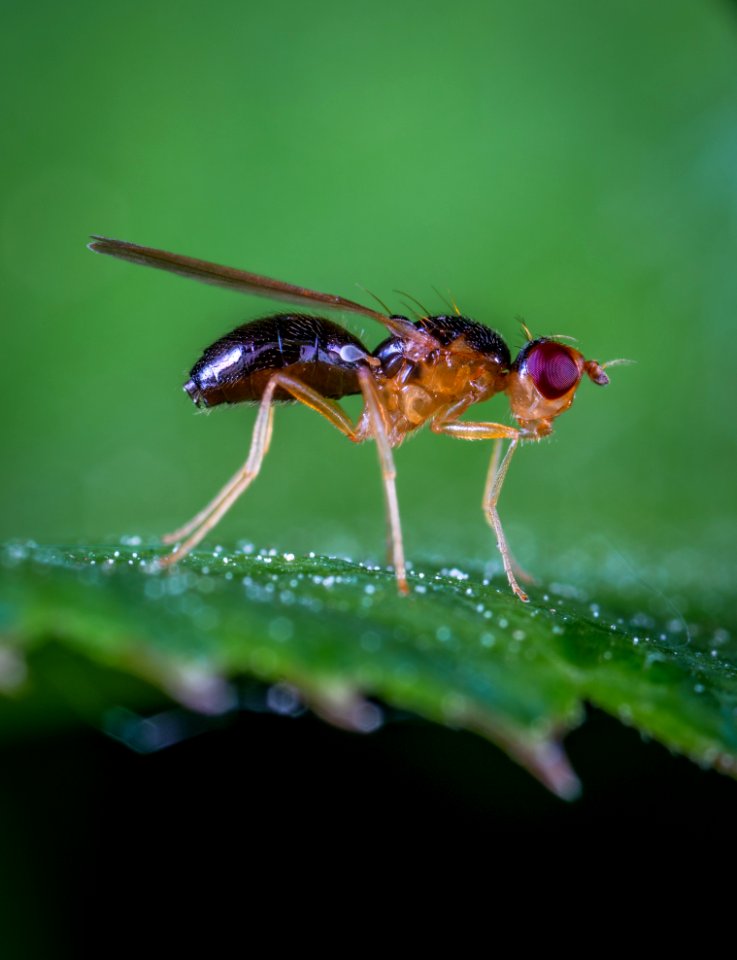 Macro Photo Of Robber Fly On Green Leaf