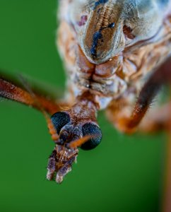 Close-up Photo Of Insect photo