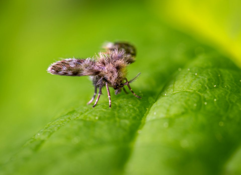 Butterfly On Green Leaf In Macro Photography
