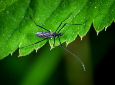 Selective Focus Photography Of Black Insect On Green Leaf