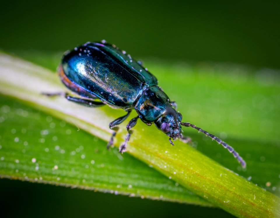 Beetle On Green Leaf In Close-up Photography