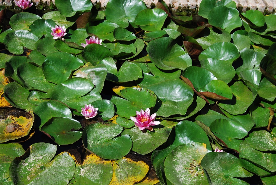 Nature green water lilies