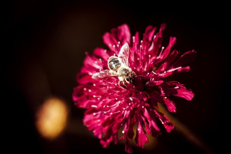 Macro Photo Of Bee Perched On Pink Flower