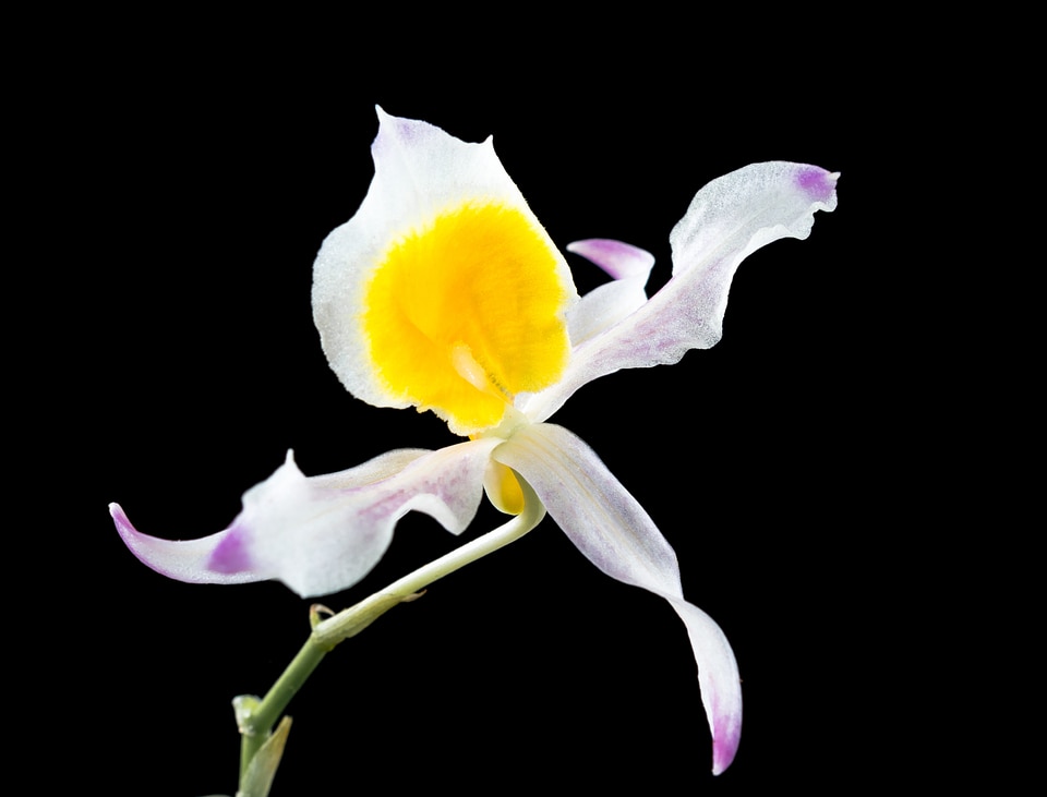 Blossom bloom white gellb purple