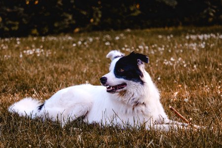 Black And White Dog On Grass Field photo