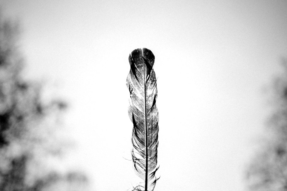 Grayscale Photo Of Feather