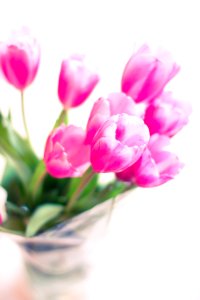 Selective Focus Photography Of Pink Tulip Flowers photo