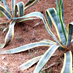 Snake Plants