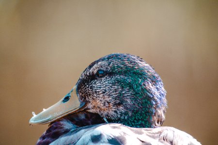Close-up Photo Of Mallard Duck