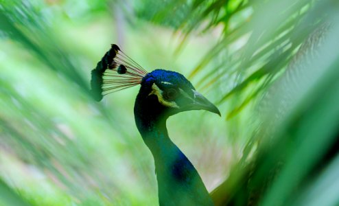 Close-Up Photography Of Peacock photo