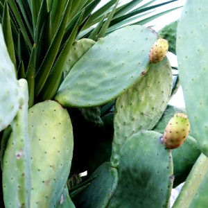 Photography Of Green Cactus