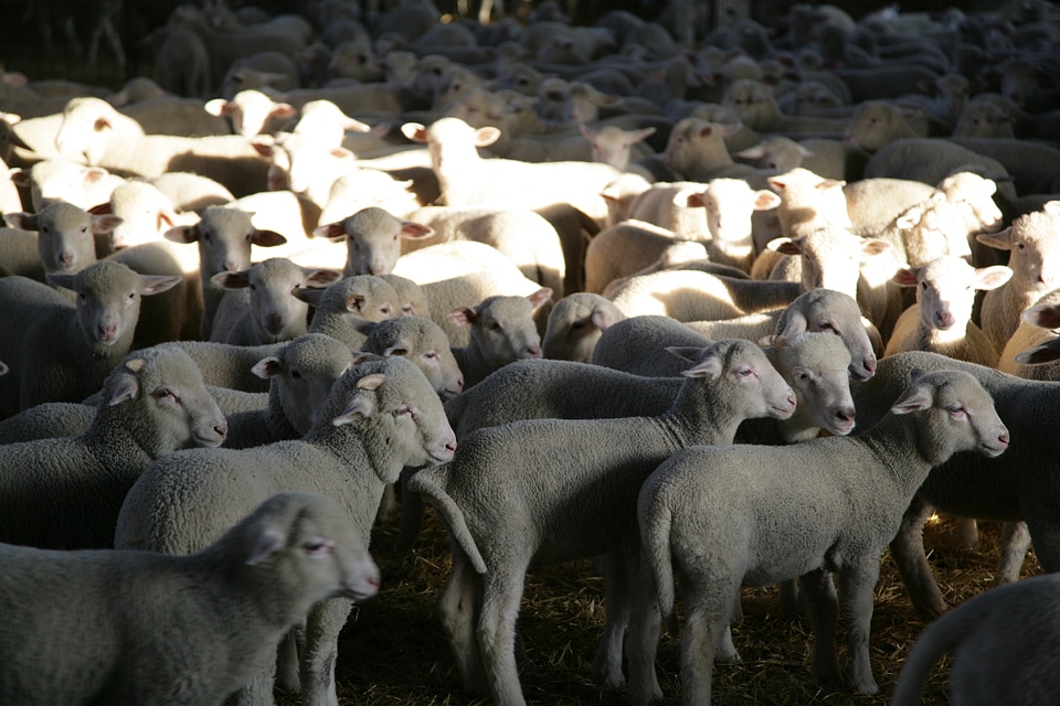 Lambs sheep livestock