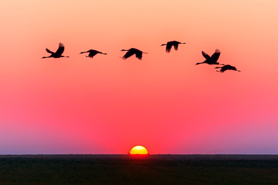 Birds Flying Over Body Of Water During Golden Hour