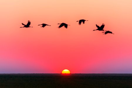 Birds Flying Over Body Of Water During Golden Hour