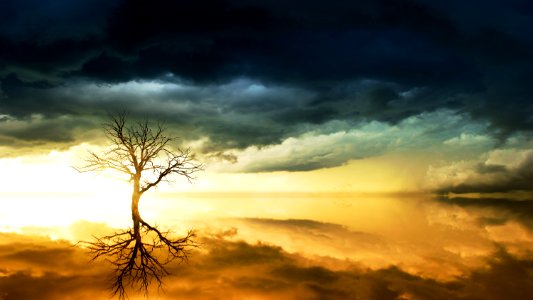 Photo Of Bare Tree Under Cloudy Sky photo