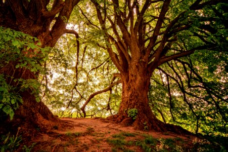 Landscape Photography Of Green Leaf Trees photo