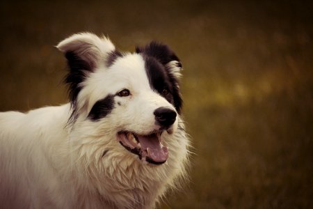 Adult Black And White Border Collie photo