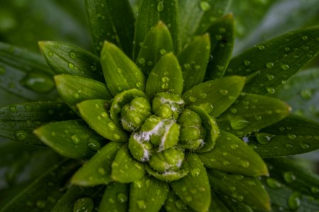 Close-up Photo Of Green Leaf Plant With Water Drops photo