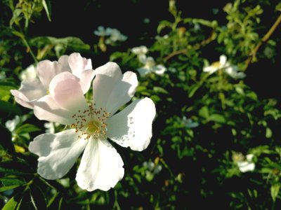White Single-petaled Roses Closeup Photography At Daytime photo