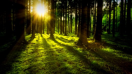 Sunset On Rain-forest