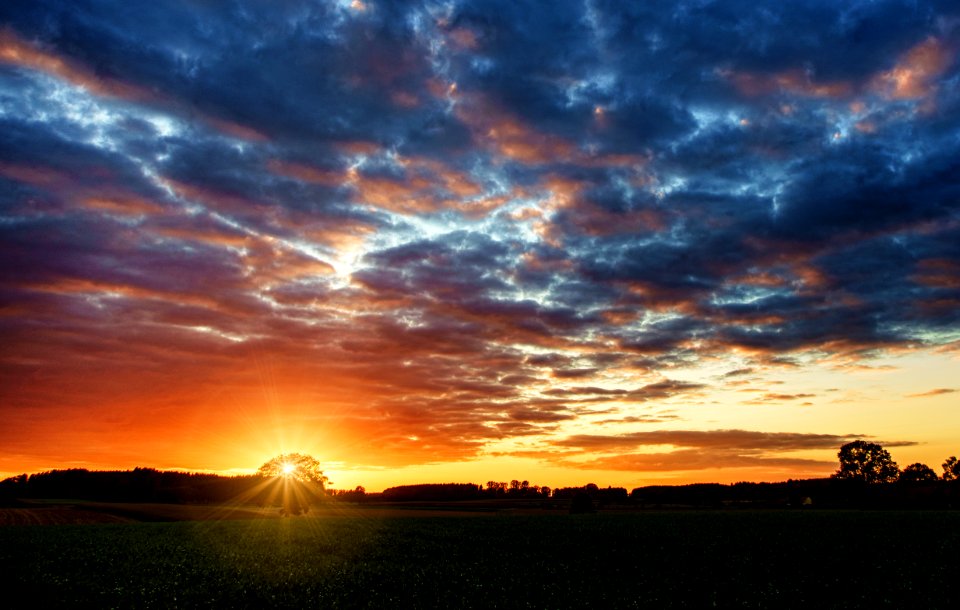 Silhouette Of Trees During Golden Hour photo