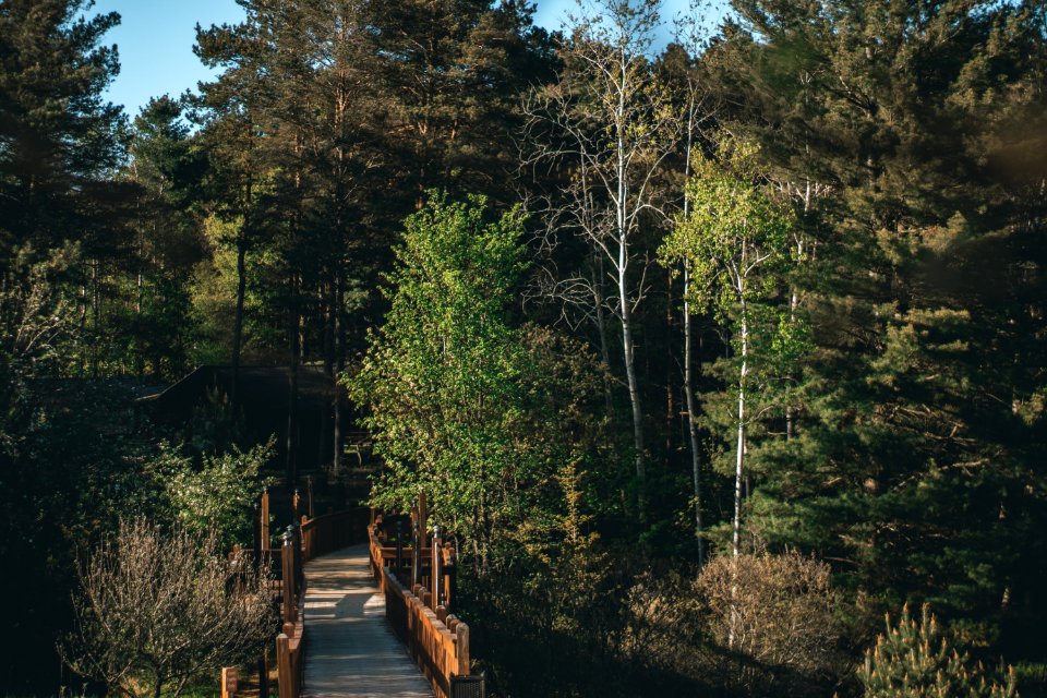 Green Forest Near Bridge