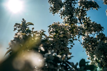 White Cherry Blossom Tree In Bloom At Daytime