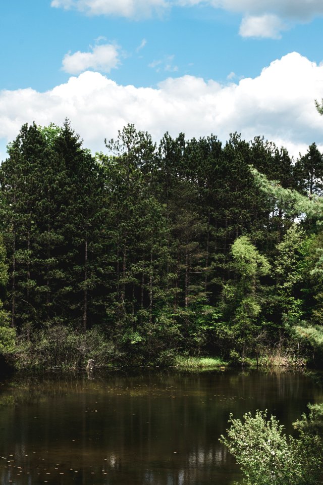 Forest Near Calm Body Of Water Landscape Photograph