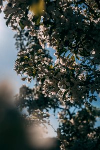 White Flowers Under Blue Sky