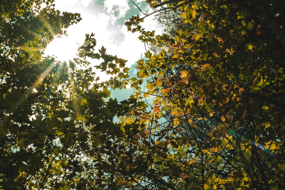 Low Angle Photography Of Green Leaf Tree