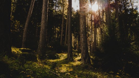 Trees