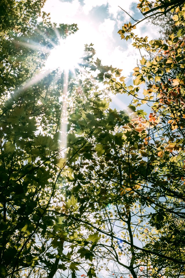 Worms Eye View Photo Of Trees