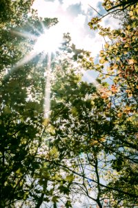 Worms Eye View Photo Of Trees