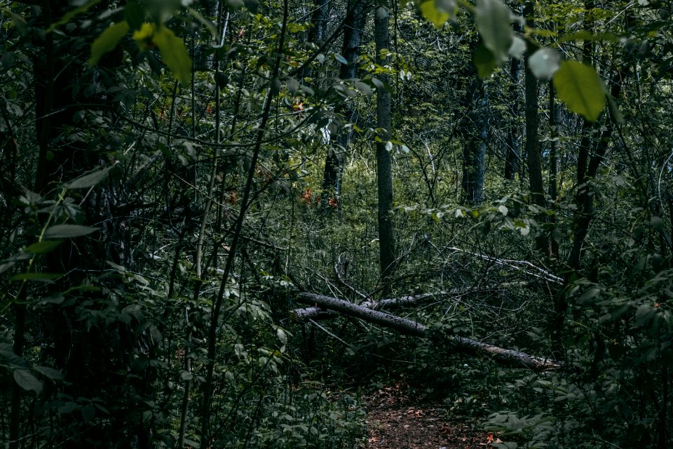 Green Forest Trees