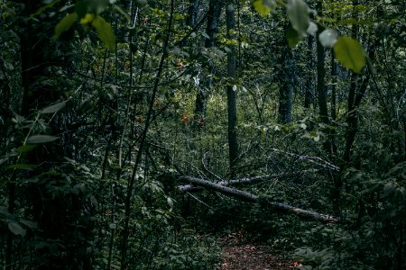 Green Forest Trees