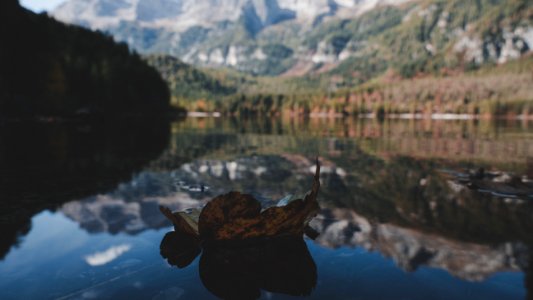 Withered Leaf On Water In Shallow Photography