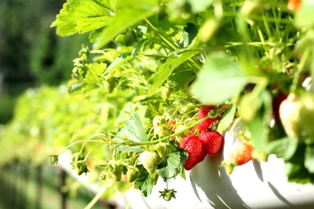 Strawberries In Macro Shot