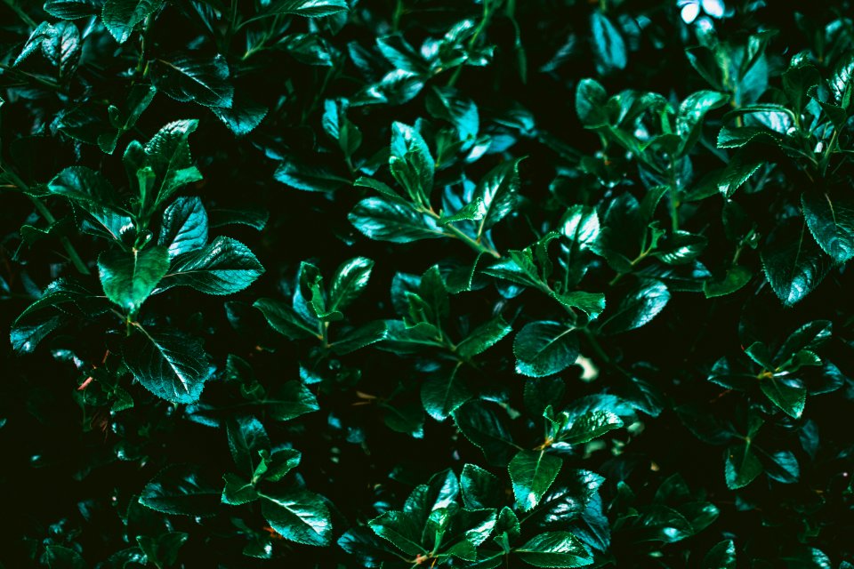 Closeup Photo Of Green Leaf Plant