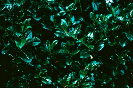 Closeup Photo Of Green Leaf Plant