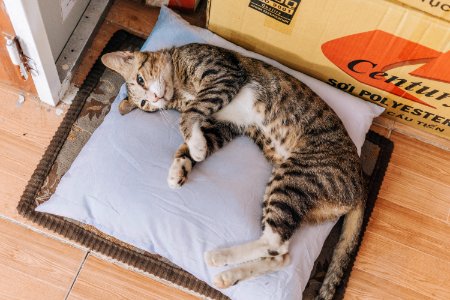 Brown Tabby Cat Lying On Grey Throw Pillow photo