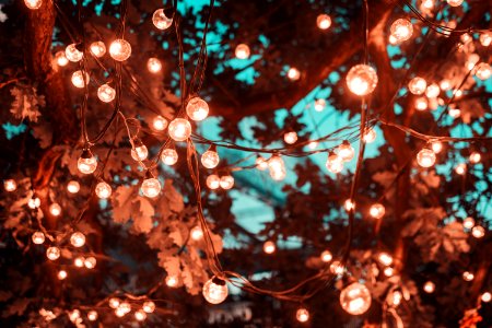 Brown String Lights In Tree photo