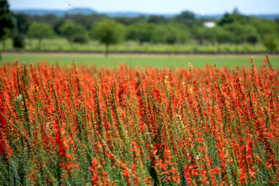 Red Flowers